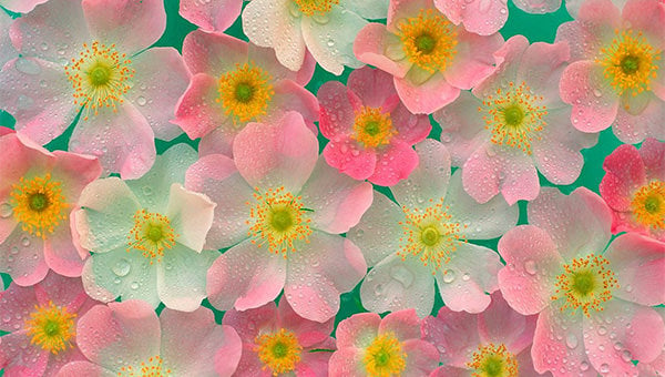 43+ Beautiful Flower Wallpapers