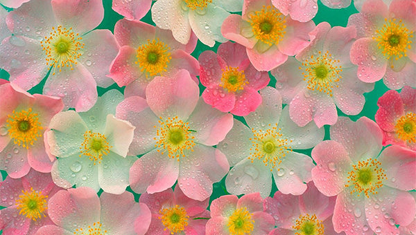 Check out this never-released Windows 11 Bloom wallpaper