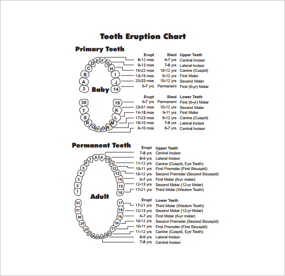 Timeline Chart Template - 9+ Free Word, Excel, PDF, Format Download!