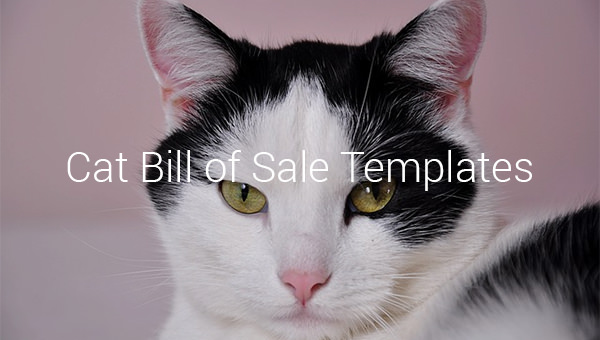 cat bill of sale templates