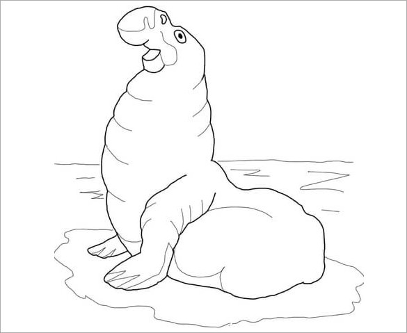 seal coloring template