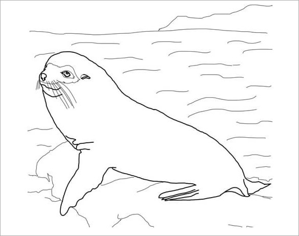 8+ Seal Templates, Crafts & Colouring Pages