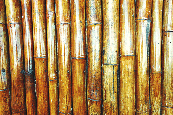 premium bamboo texture download