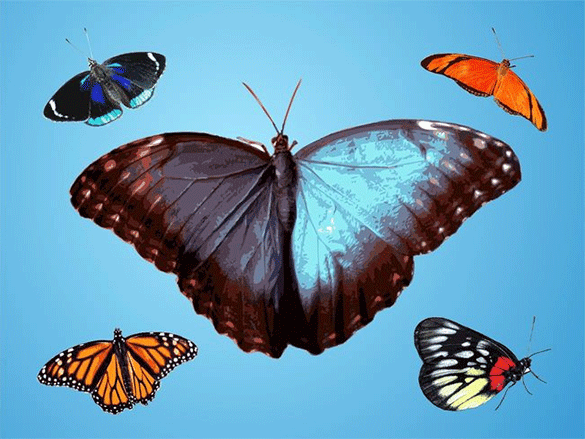 astonishing-free-butterfly-vector