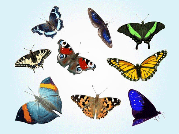 free-facinating-butterfly-vector-download