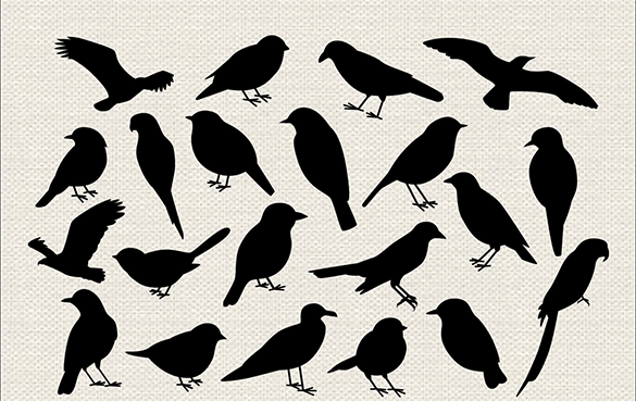 awesome bird vectors for download