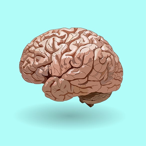 realistic human brain vector download