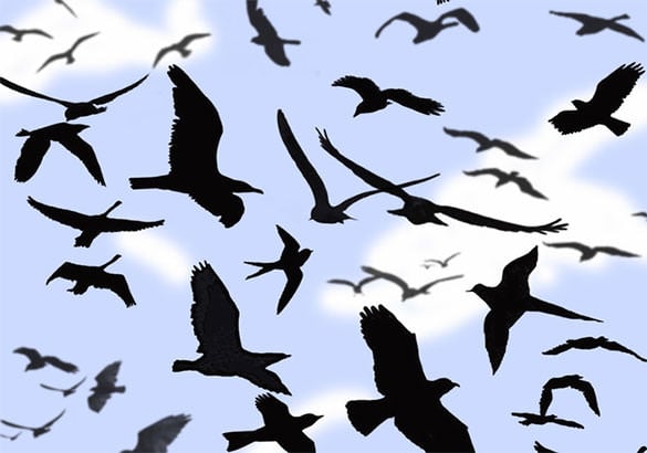 seagulls bird photoshop brushes free download