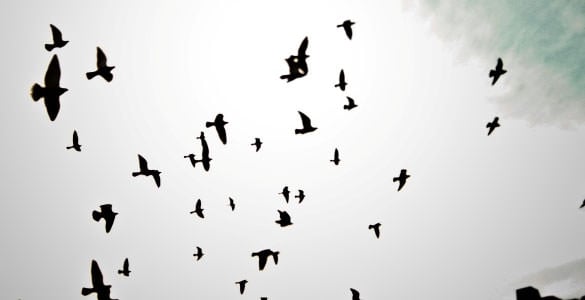 birds silhouette brushes premium download