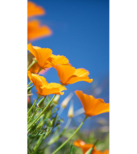 California Poppy Wallpapers  Top Free California Poppy Backgrounds   WallpaperAccess