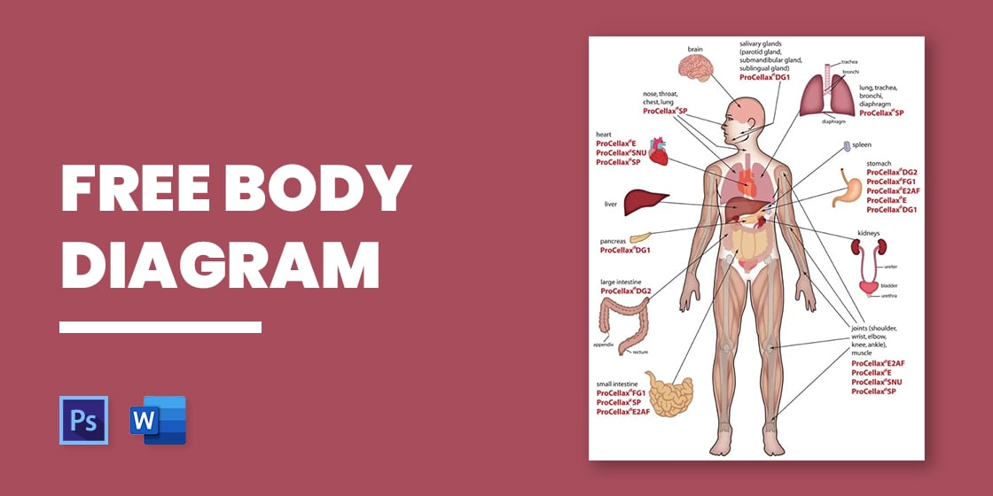 Human body | Organs, Systems, Structure, Diagram, & Facts | Britannica