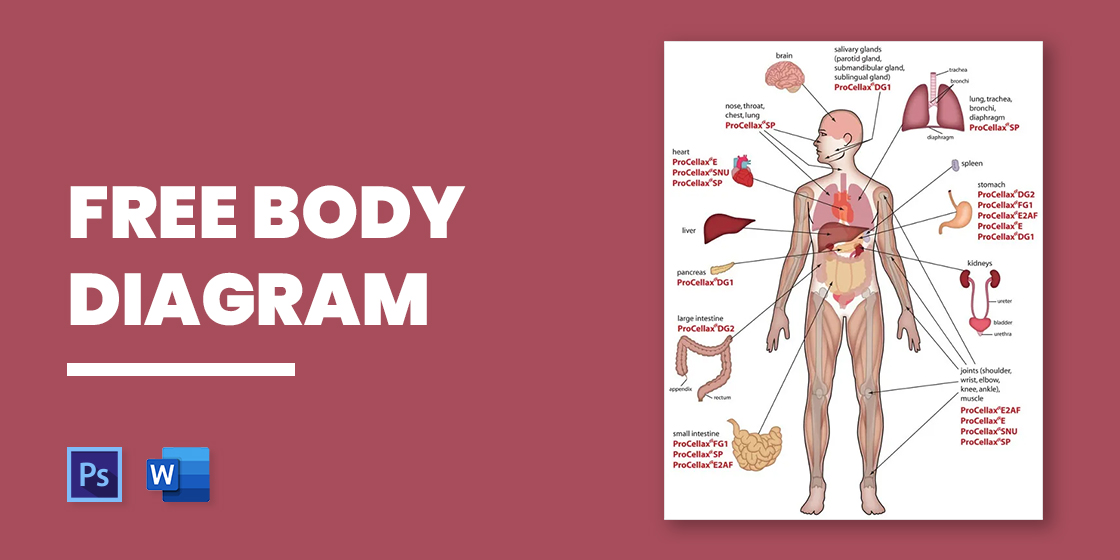 Free Printable Human Anatomy Diagrams - FREE Printables