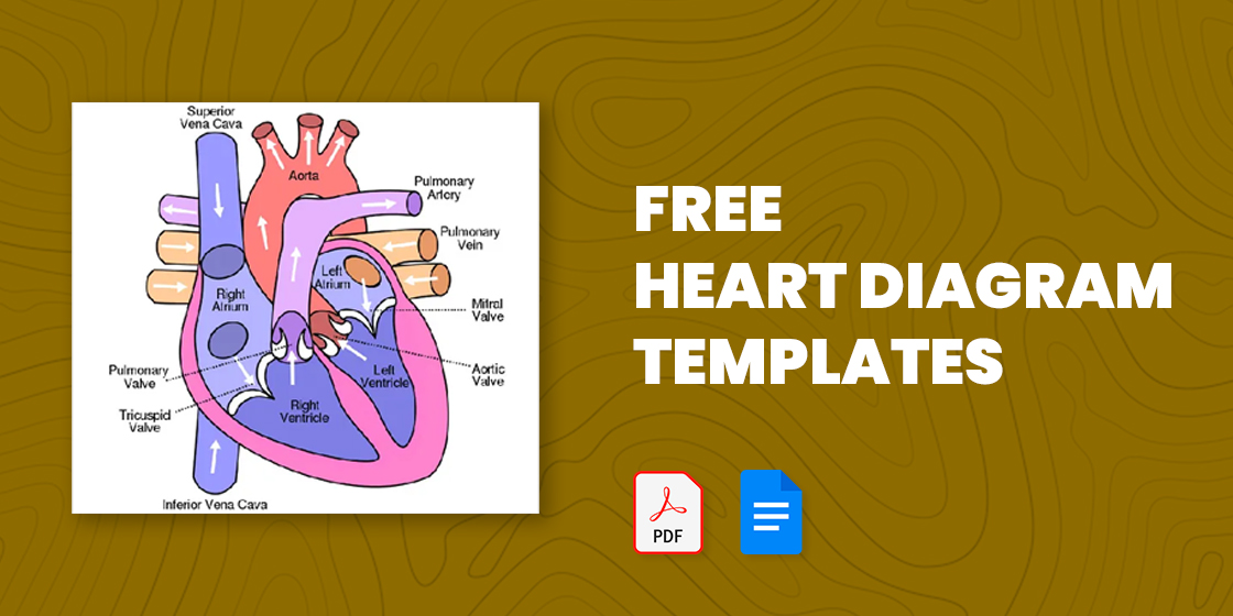 the human heart labeled for kids