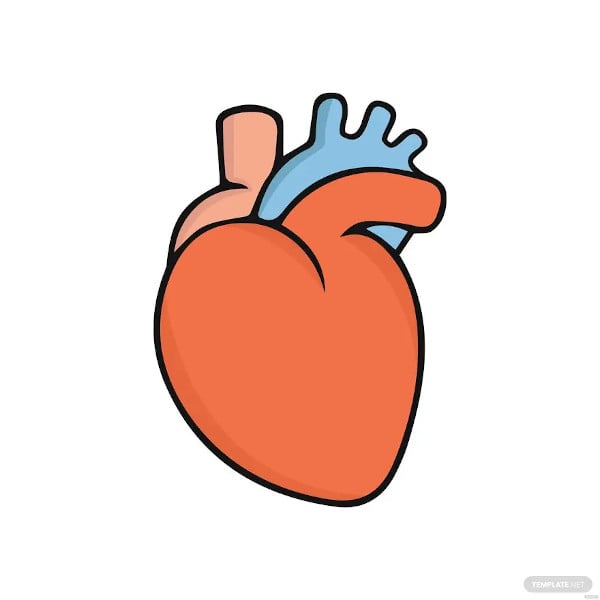 Sketch Of Human Heart Anatomy ,line And Color On A Checkered Background.  Educational Diagram With Hand Written Labels Of The Main Parts. Vector  Illustration Easy To Edit Royalty Free SVG, Cliparts, Vectors,