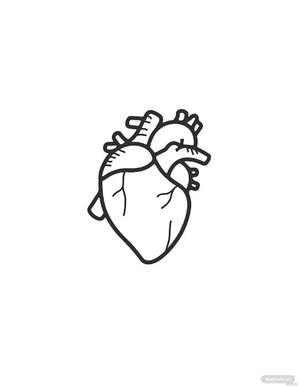 human heart drawing for kids