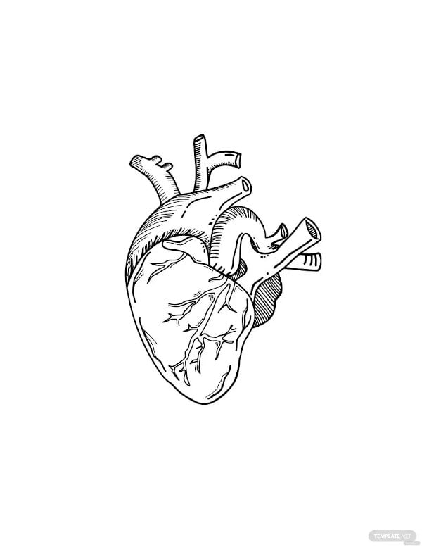 human heart drawing