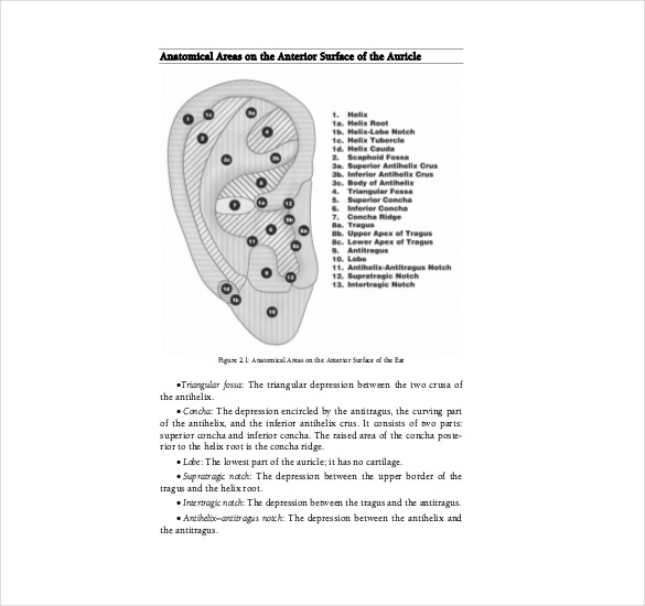 proffesional ear reflexology chart pdf file