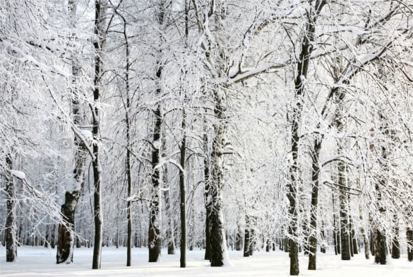 winter trees background for photoshop download