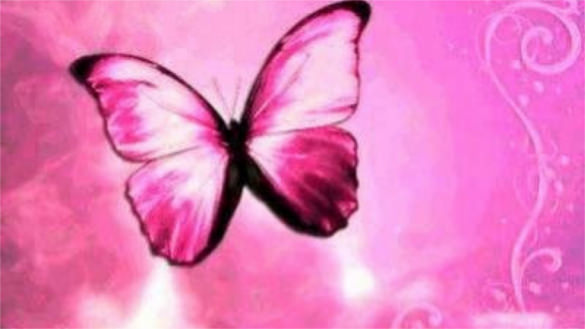 pink butterfly free background download