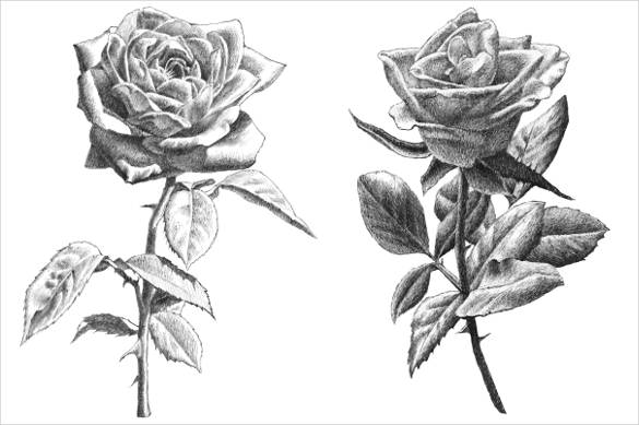 Realistic Rose Drawing Outline