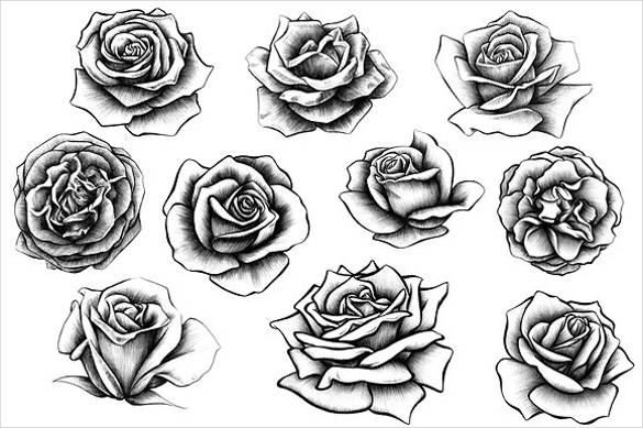 rose draw illustration