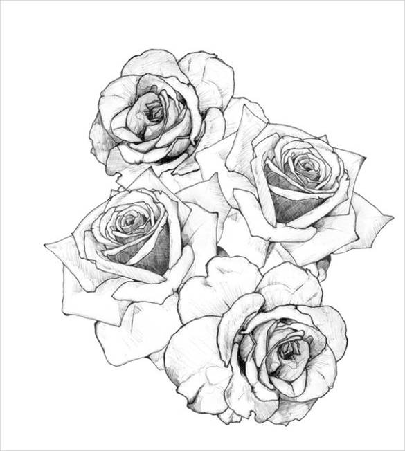 Traditional Rose Tattoo Sketch Flash Stock Vector (Royalty Free) 1852230568  | Shutterstock