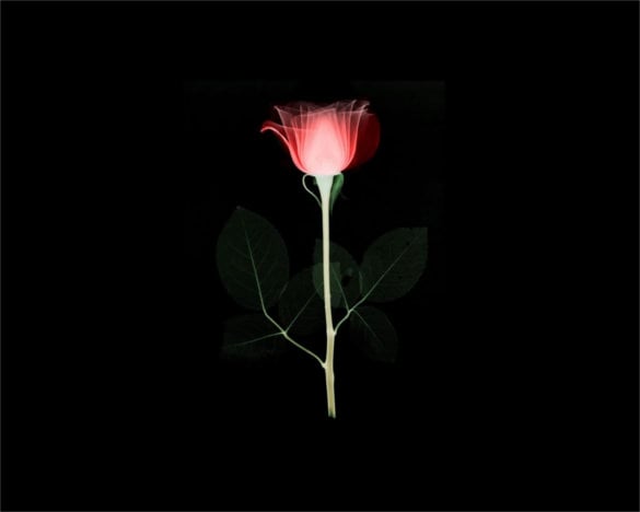 30+ Flower Backgrounds - JPEG, PNG Format Download!