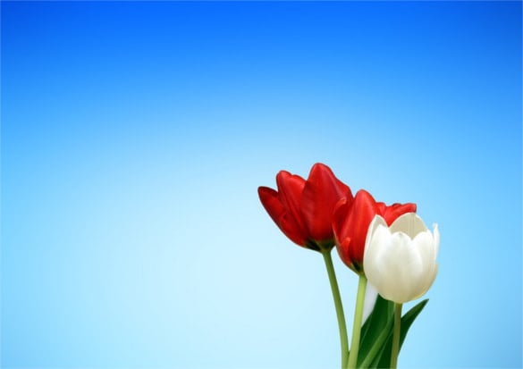 tulips red white spring flower background download