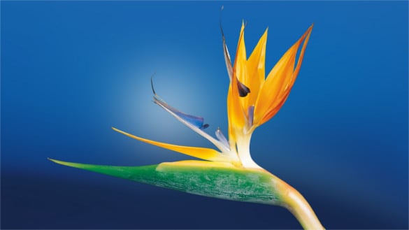 bird of paradise flower background free download