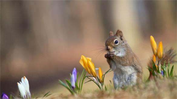 squirrel cute background for desktop download
