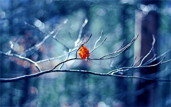 winter tree leaf hd background for laptop