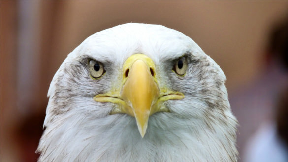 bald eagle bird hd background for desktop download