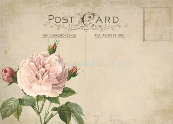 pink rose blank postcard