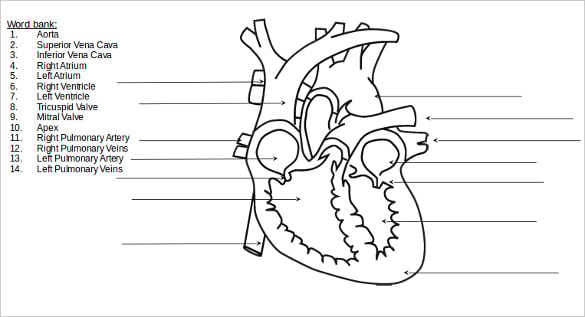 Blank Simple Heart Diagram