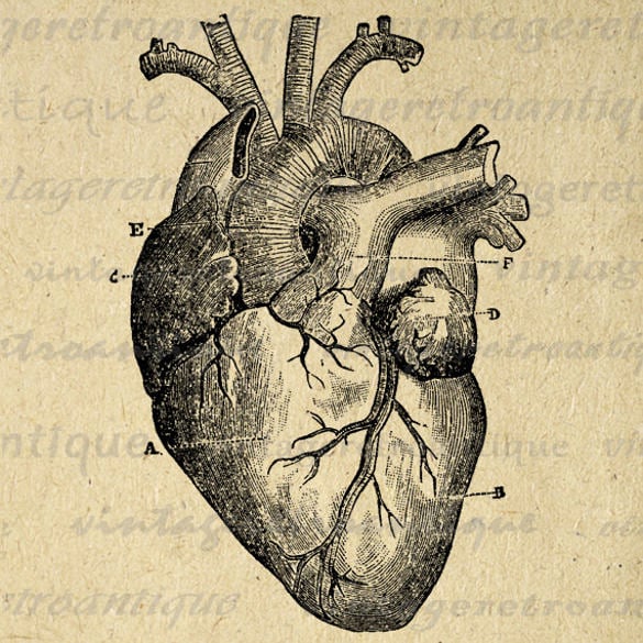 digital heart diagram printable template