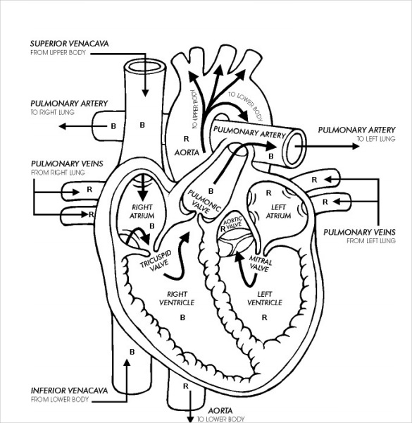 heart parts coloring pages