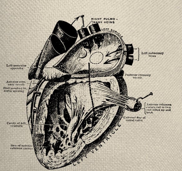physiology engraving human heart diagram