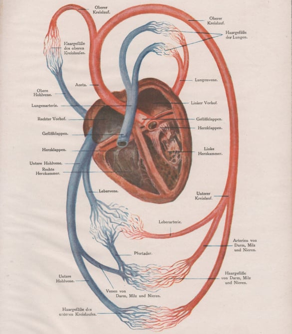 0 human heart anatomy print