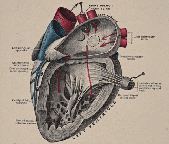 vintage anatomical heart diagram