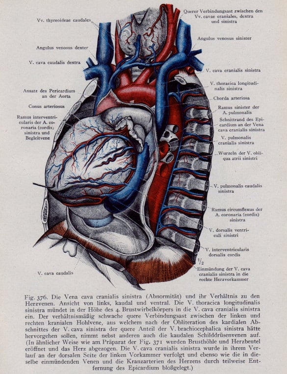 vintage medical page human heart