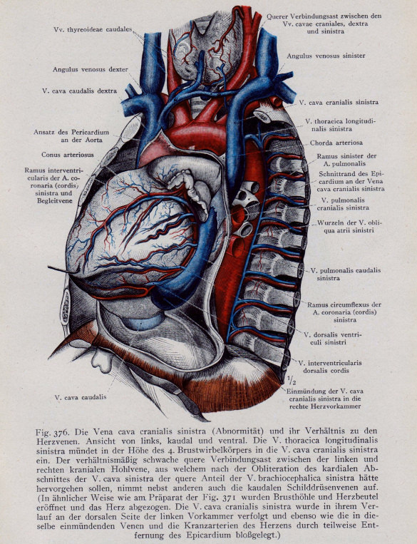 Heart Diagram – 15+ Free Printable Word, Excel, EPS, PSD Template