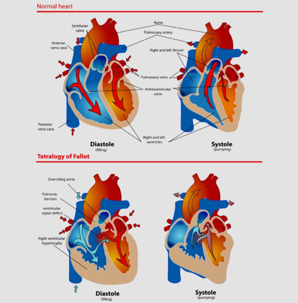 Heart Diagram – 15+ Free Printable Word, Excel, EPS, PSD Template