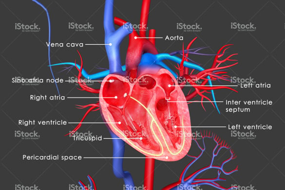 detail human heart template