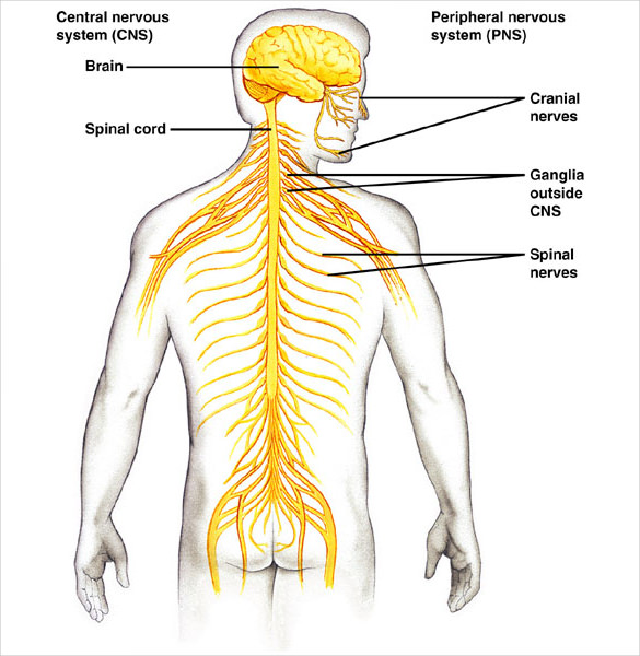 12+ Body Diagram - Printable Download