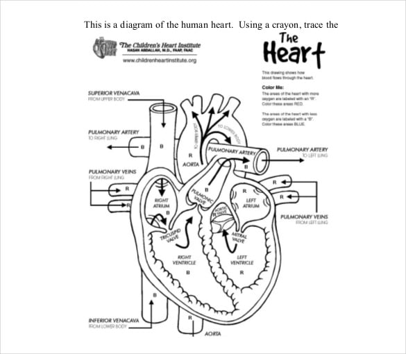18+ Heart Diagram Templates – Sample, Example, Format Download | Free