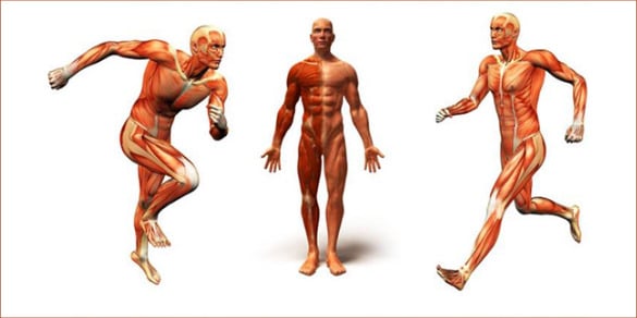 human body anatomy template