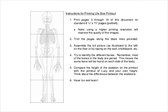 human primate anatomy diagram template