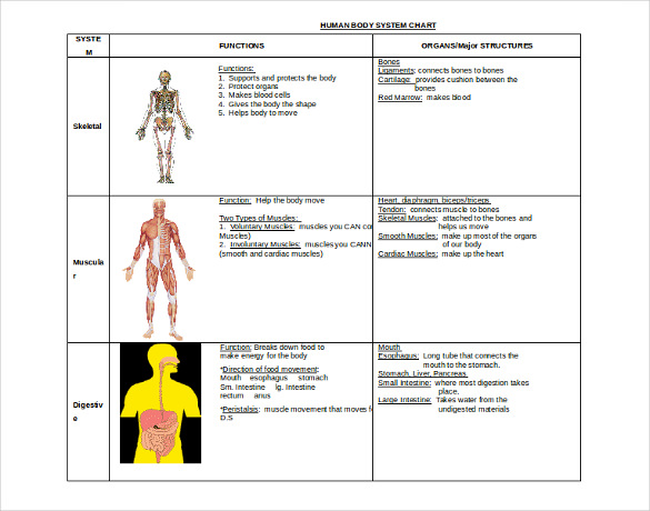 15+ Free Body Diagram Templates – Sample, Example, Format Download