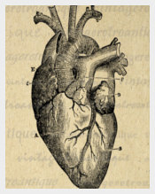 Digital-Heart-Diagram-Printable-Template