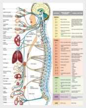 Free-Body-Organs-Diagram